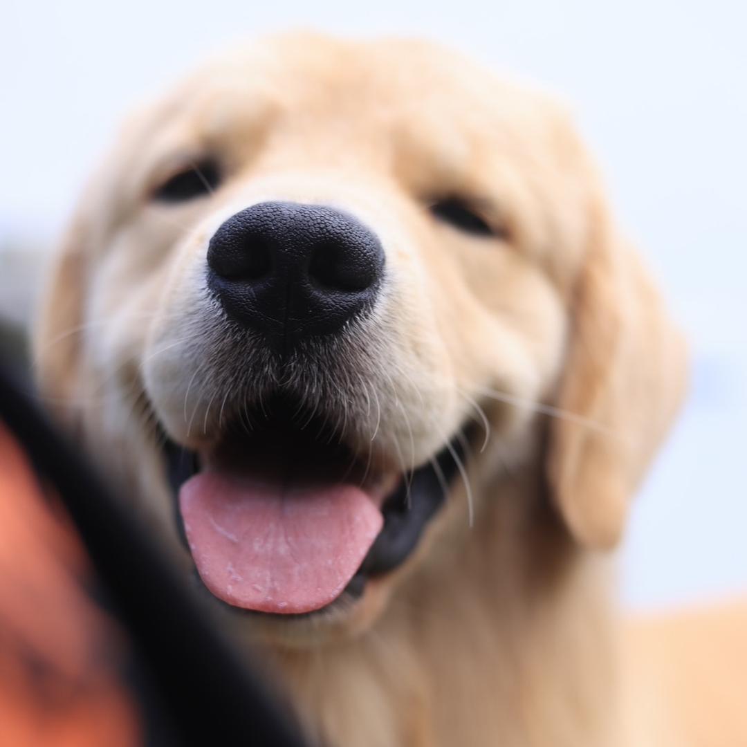 橘子爱吃橘子🍊