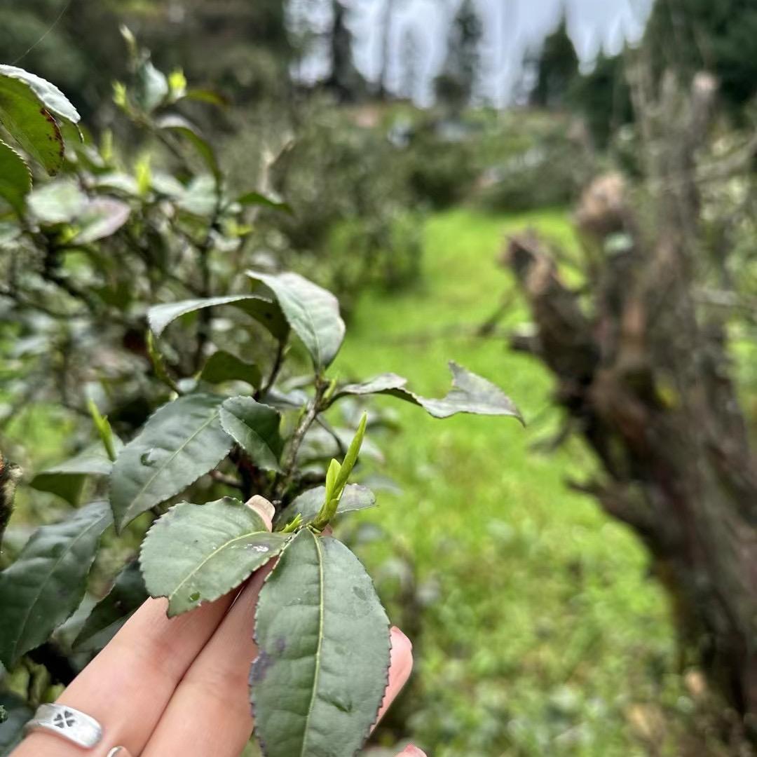 武夷山的酌碗茶