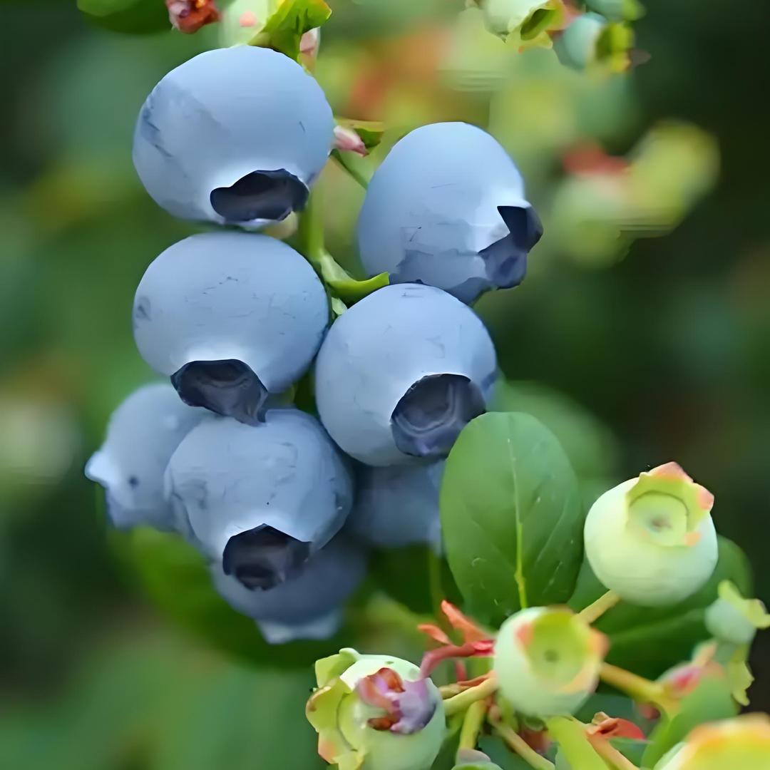 日照精选蓝莓