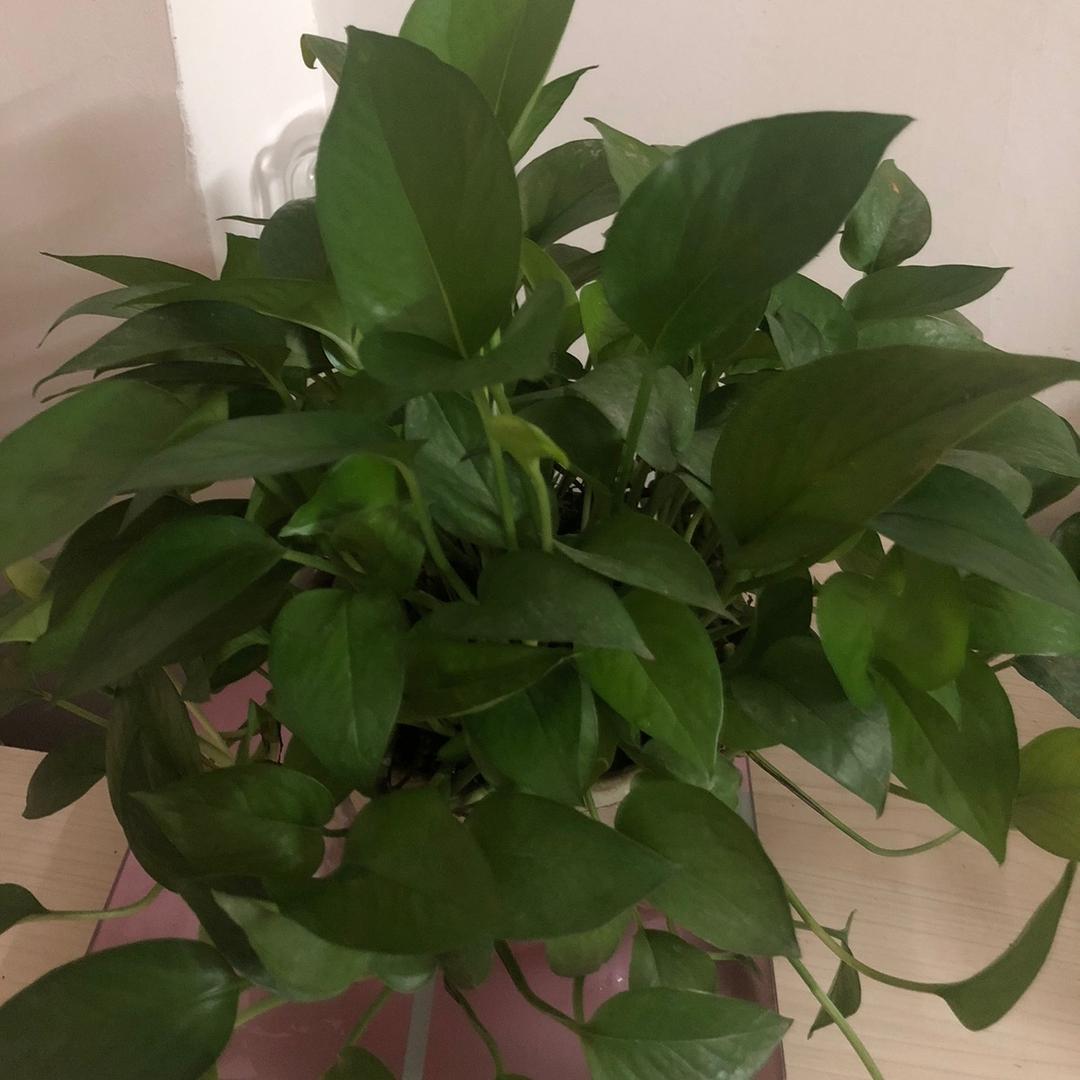 白首有我共你🌹拒绝连赞拉黑