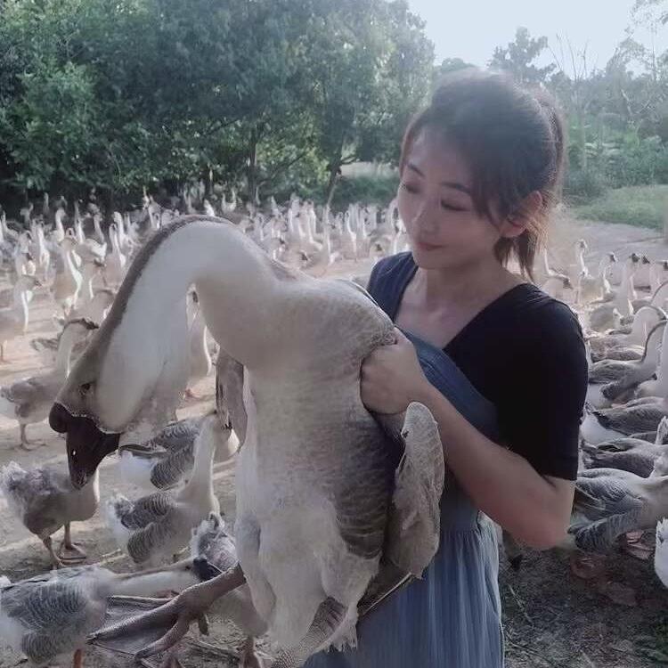 尚鲜狮头鹅正店