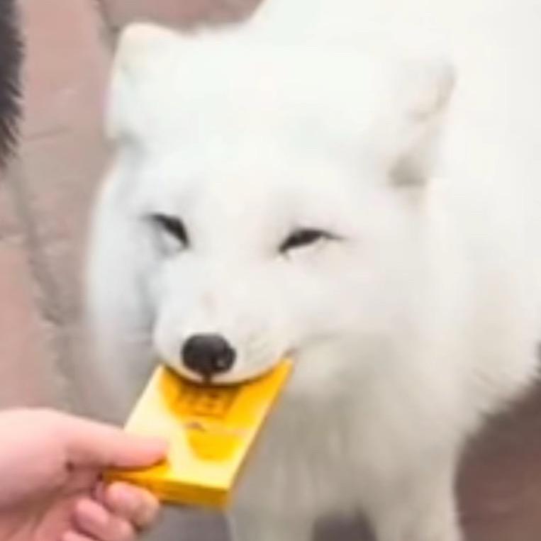 薯条mo
