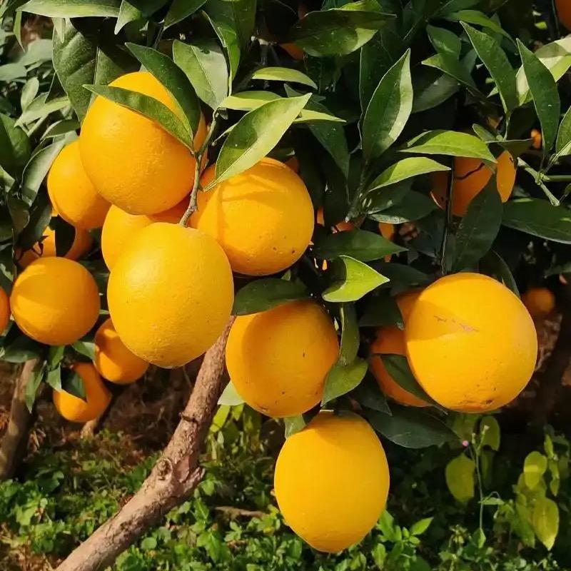 赣南脐橙向阳果王