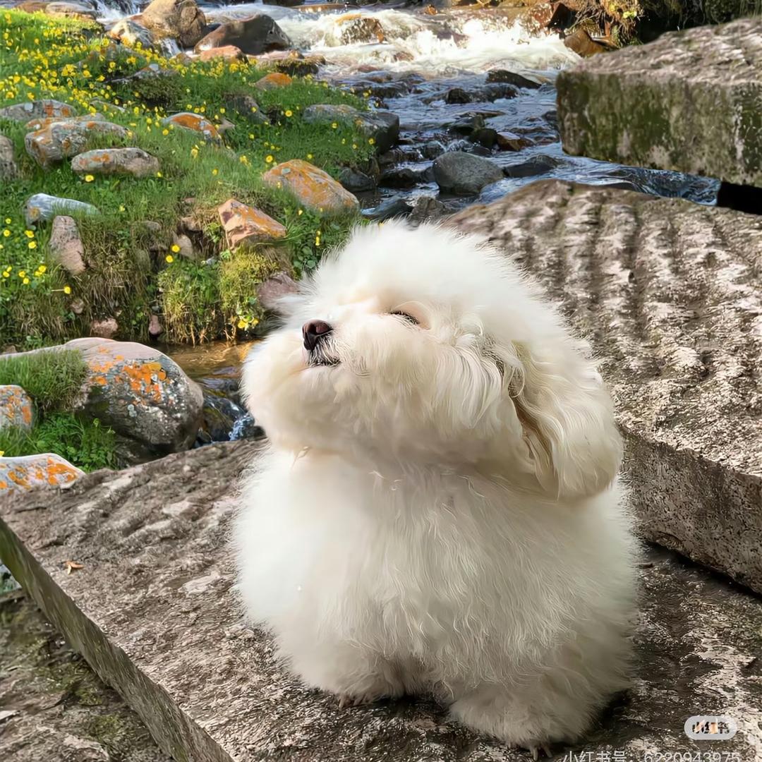 青运小王