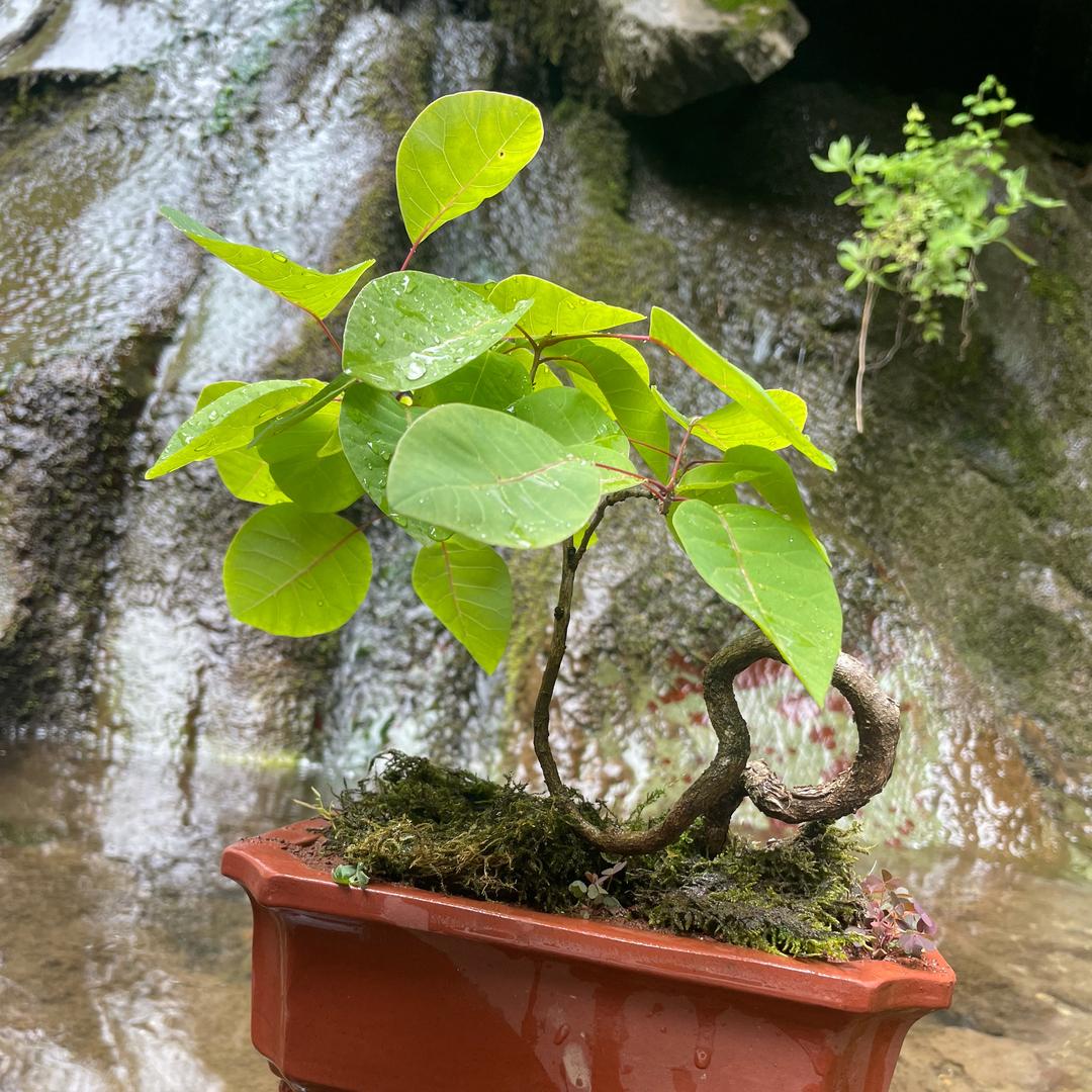 老三《树桩》