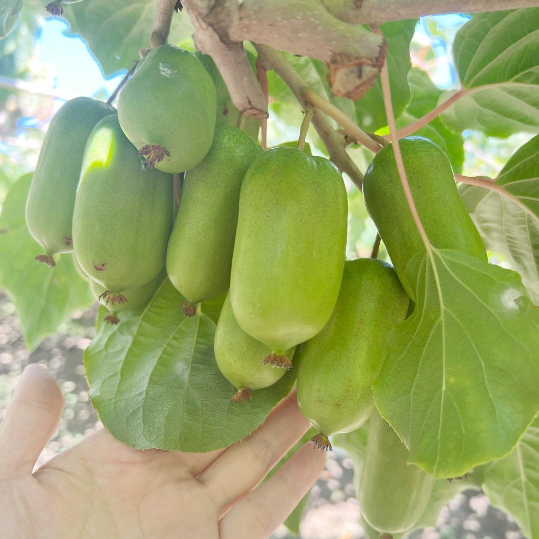 甲午润天水果旗舰店