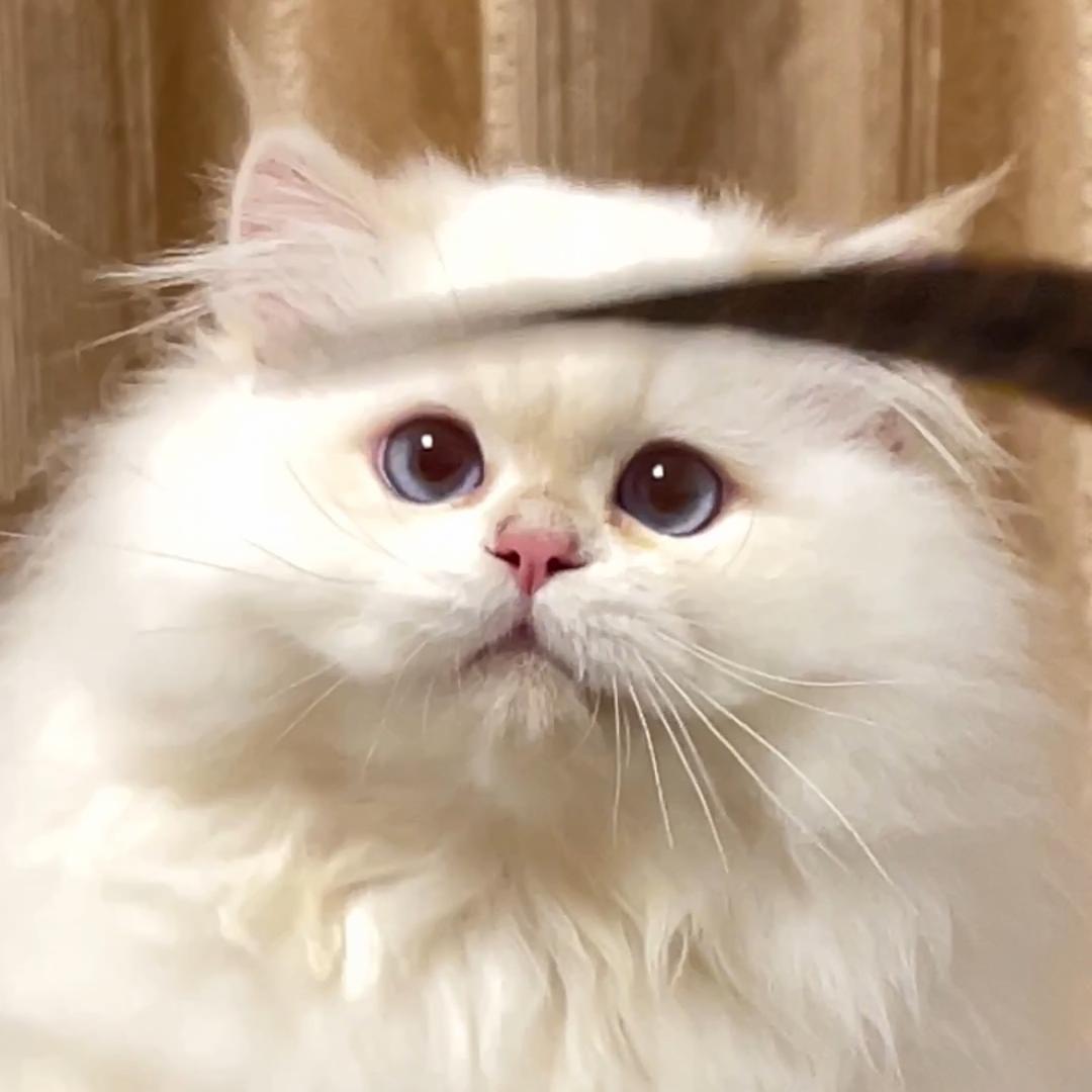 小叮当家庭猫舍