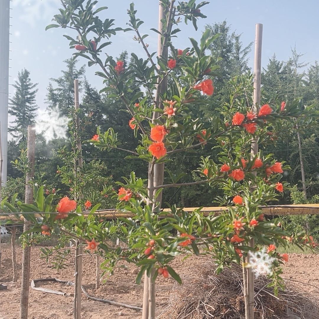 景升苗木果树优选