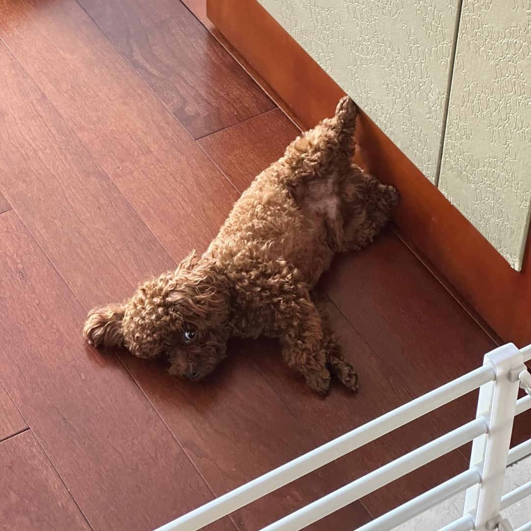 小毅鸽