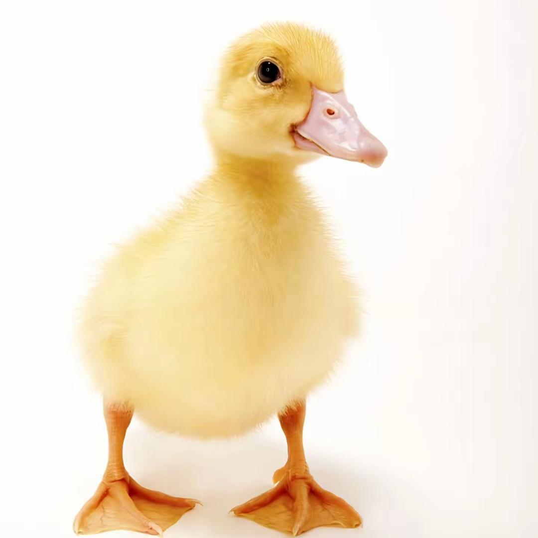 疯狂大野牛(三角洲行动)