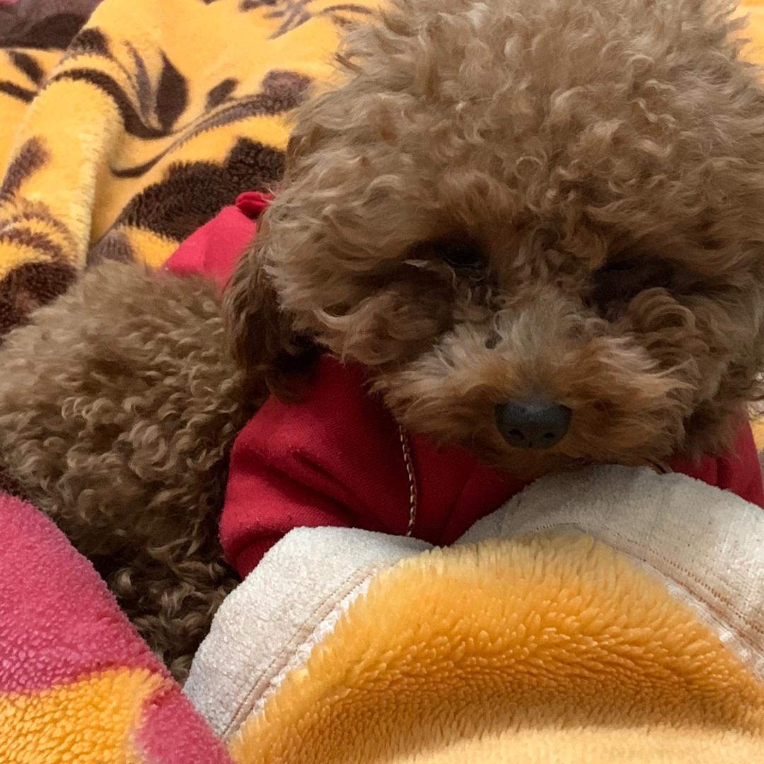 嘟嘟小可爱