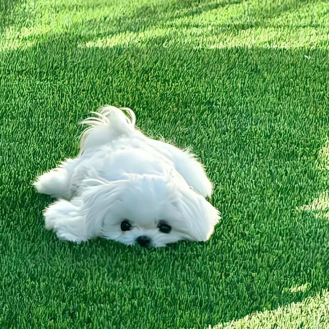 鱼饼
