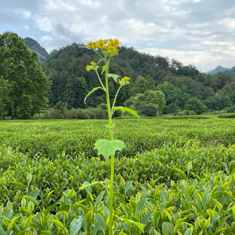 武夷山岩茶厂