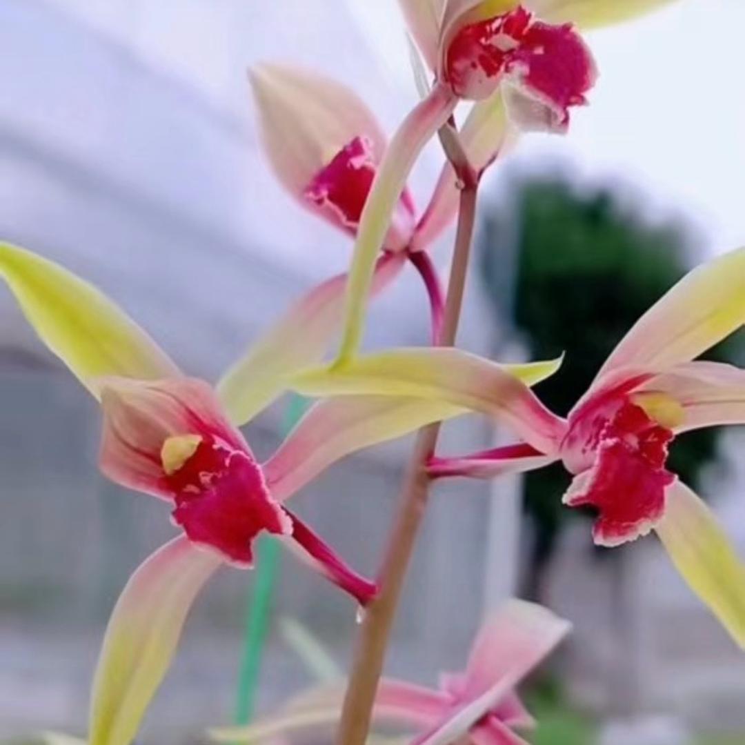 铭涵兰花