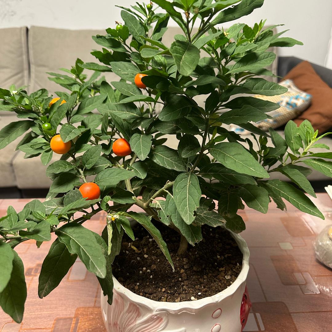 苗老师数感思维提升