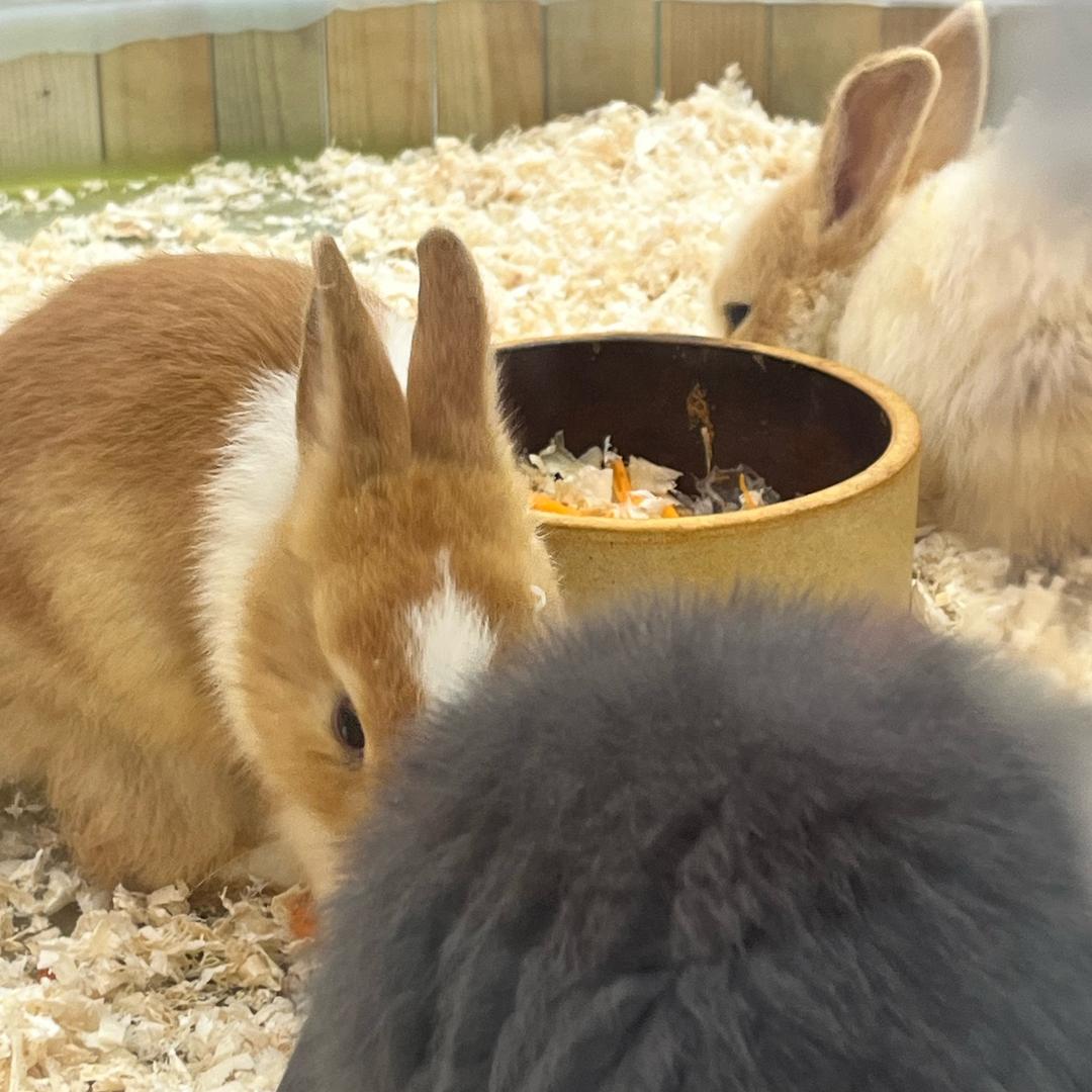 巧克力奶油蛋糕