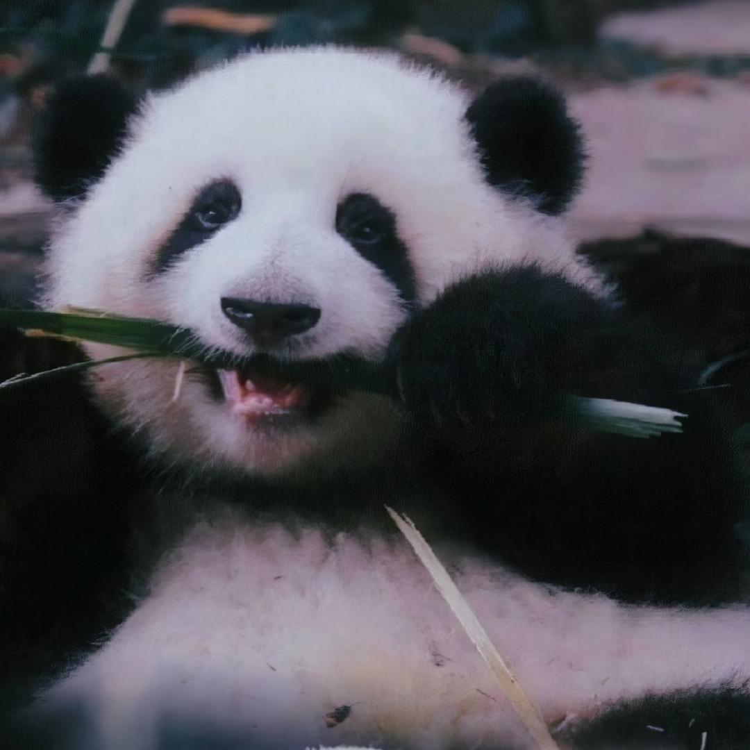 : ᩚ₅₂₀᭄¹₃¹₄妖猫