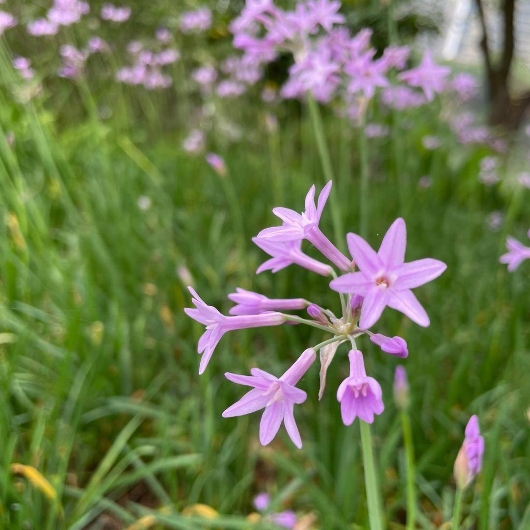 金主驾到美甲屋
