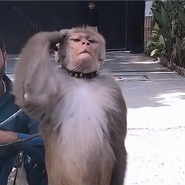 花果山在逃吗喽🙉