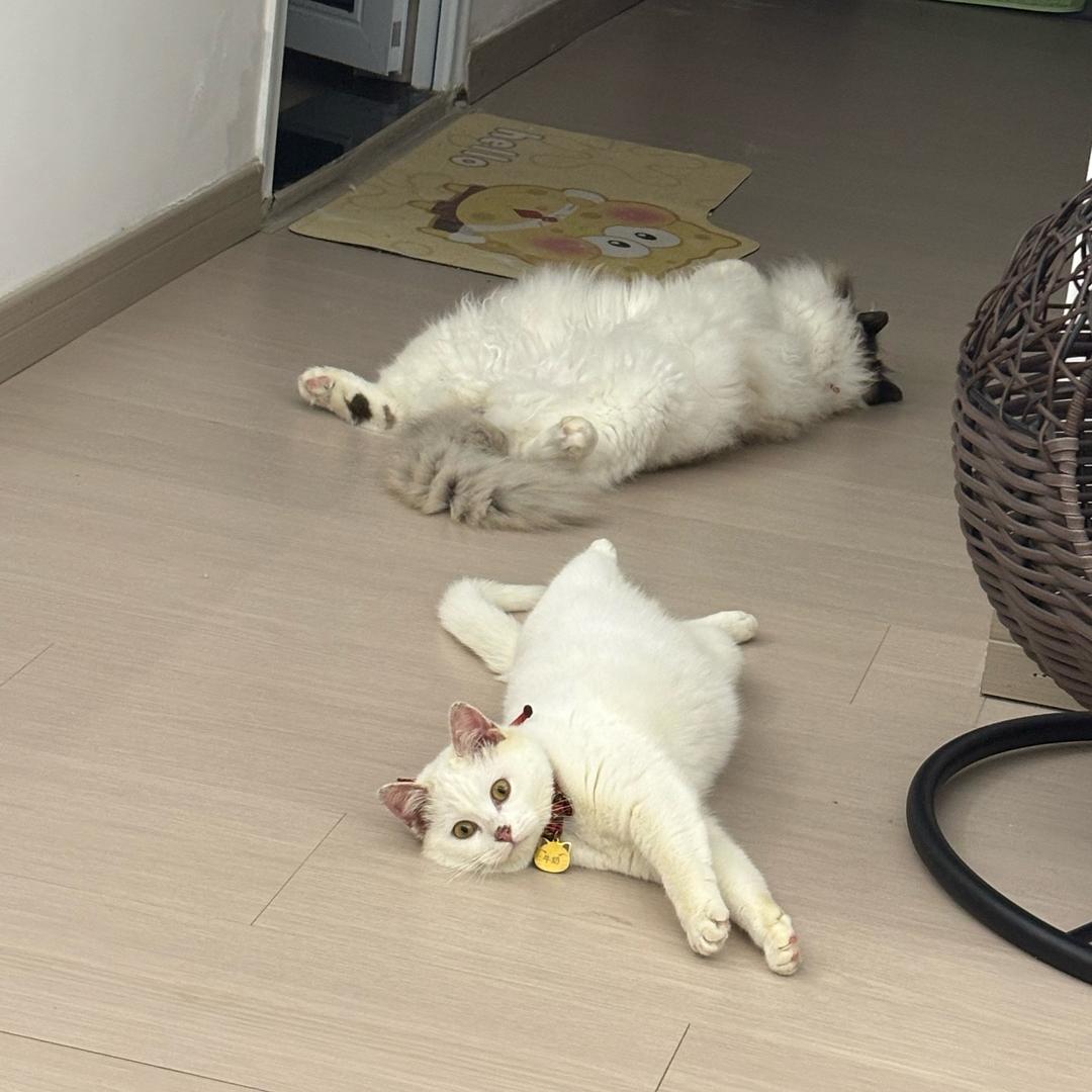 摩卡拿铁不是咖啡