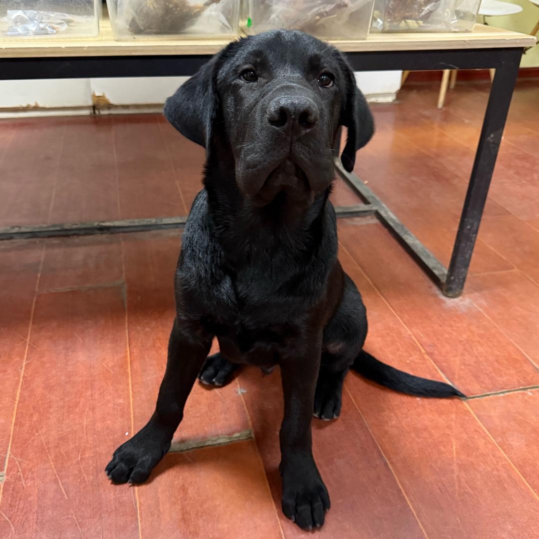 汤圆的铲屎官 🎃🎃