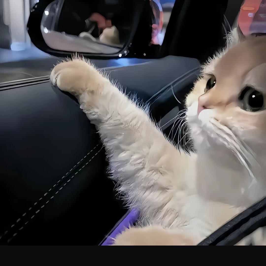 坏小猫