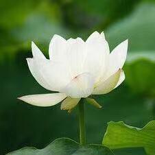 清净平等觉