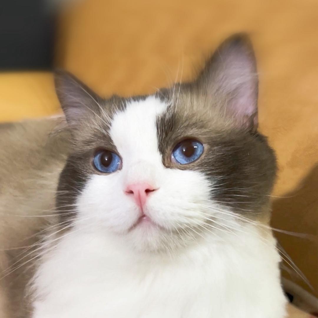 布偶是只猫🐱