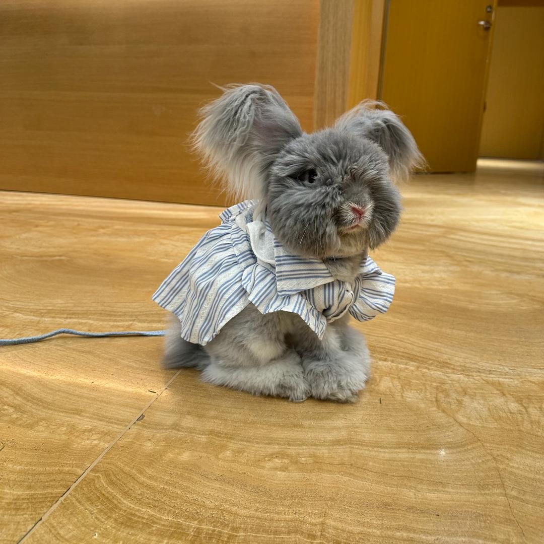 奶糖家熊版安哥拉兔舍