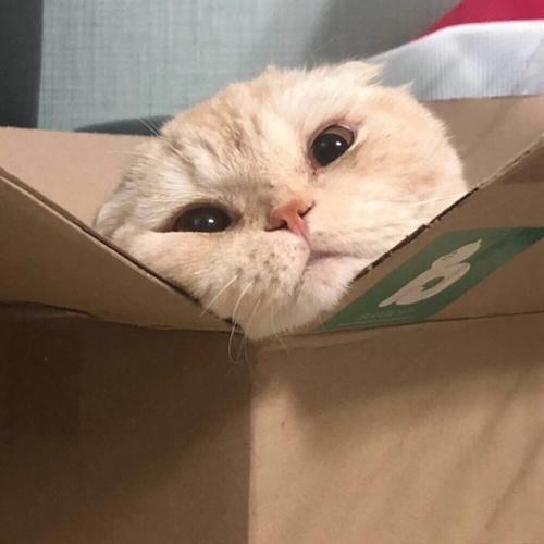 大蜂子～
