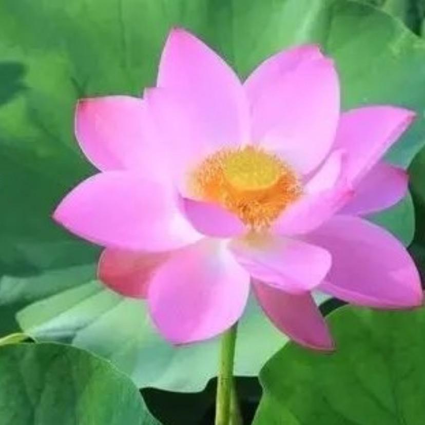 用户9696203499636红