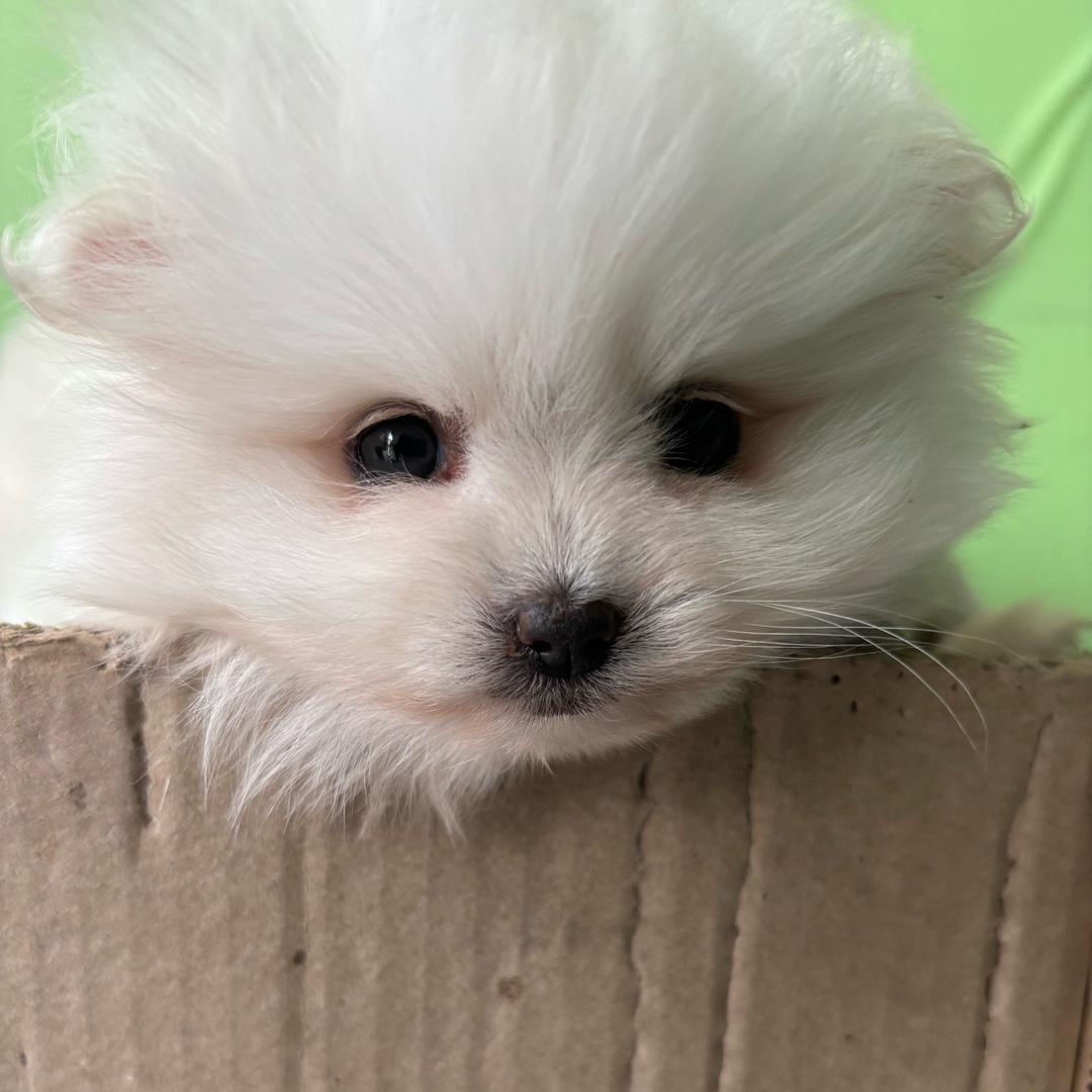 纯白色