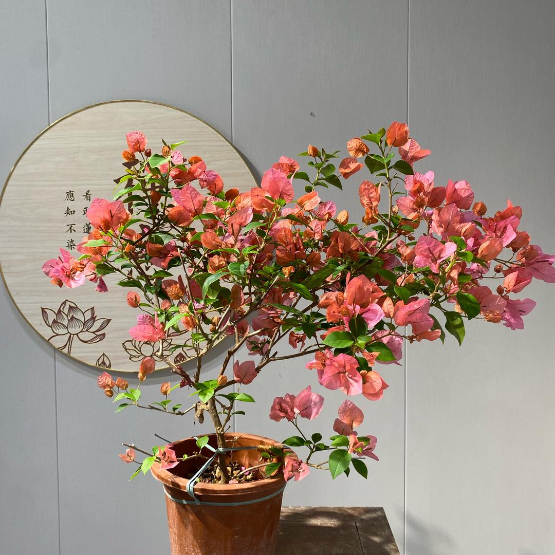 十里花田三角梅