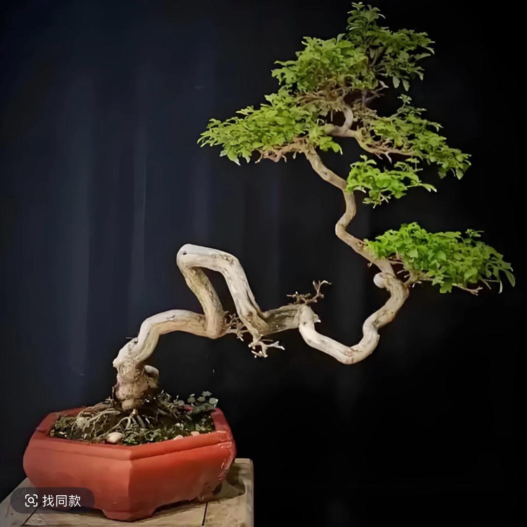 太行山晨阳黄荆盆景