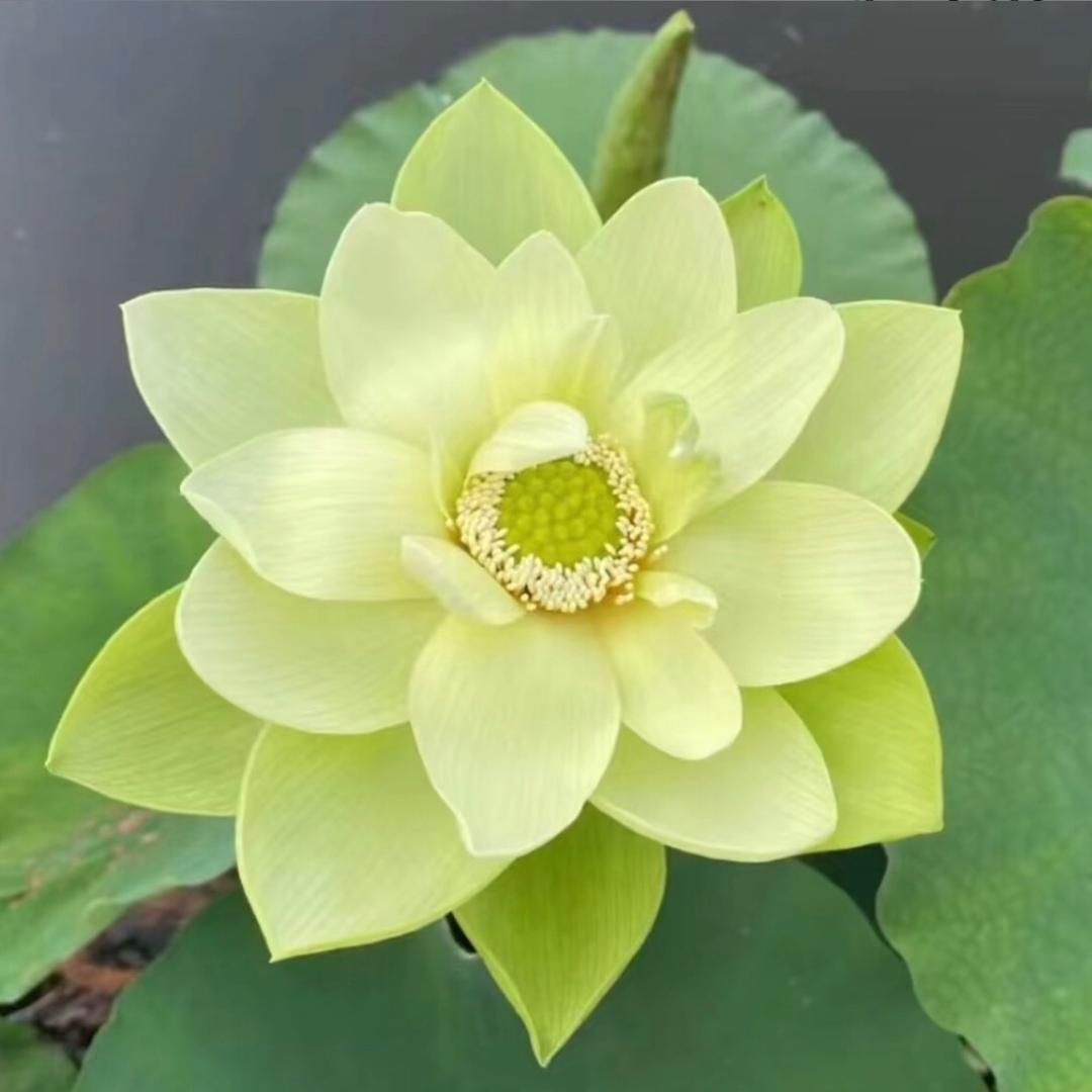 大碗真好