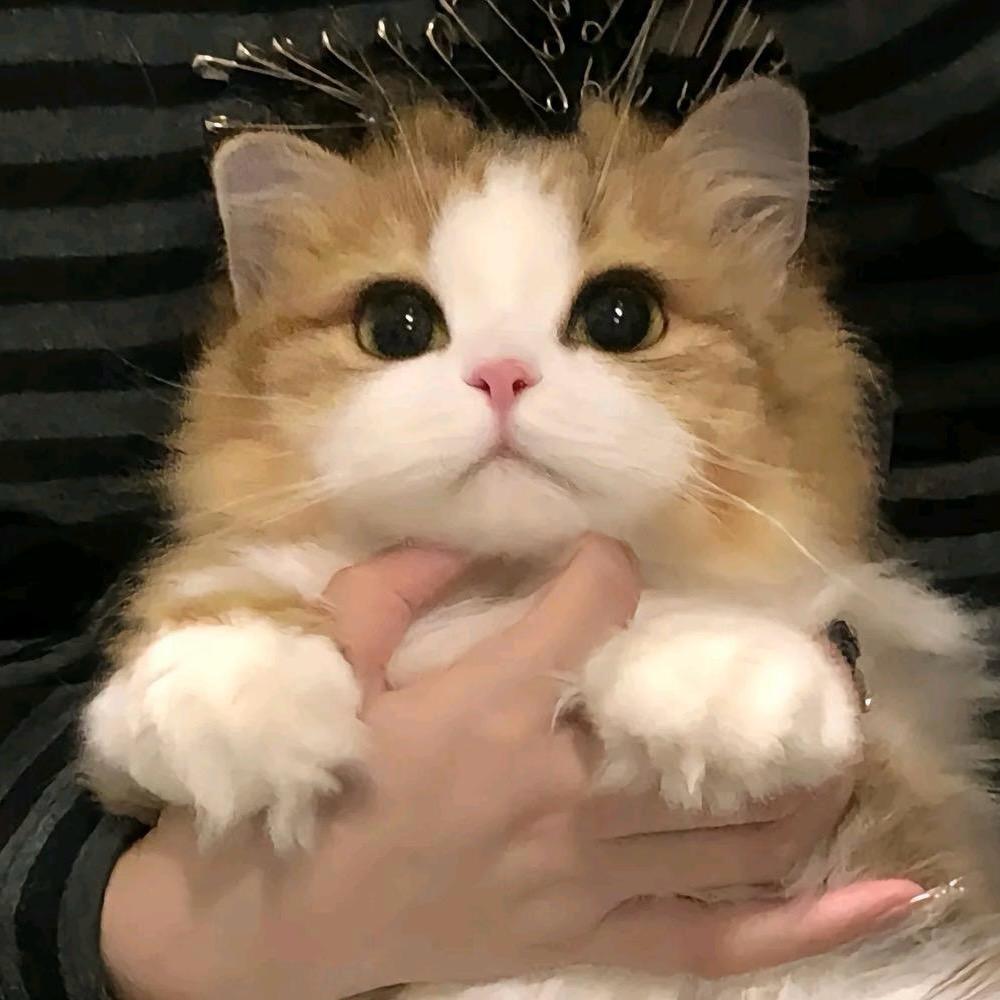 小贺卍