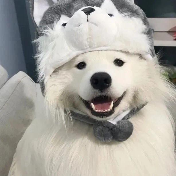 草莓味的狗熊饼干