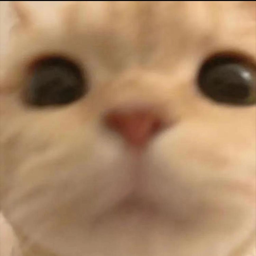 meme猫大王