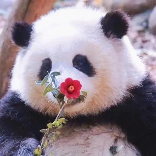 秃子头上没有虱子