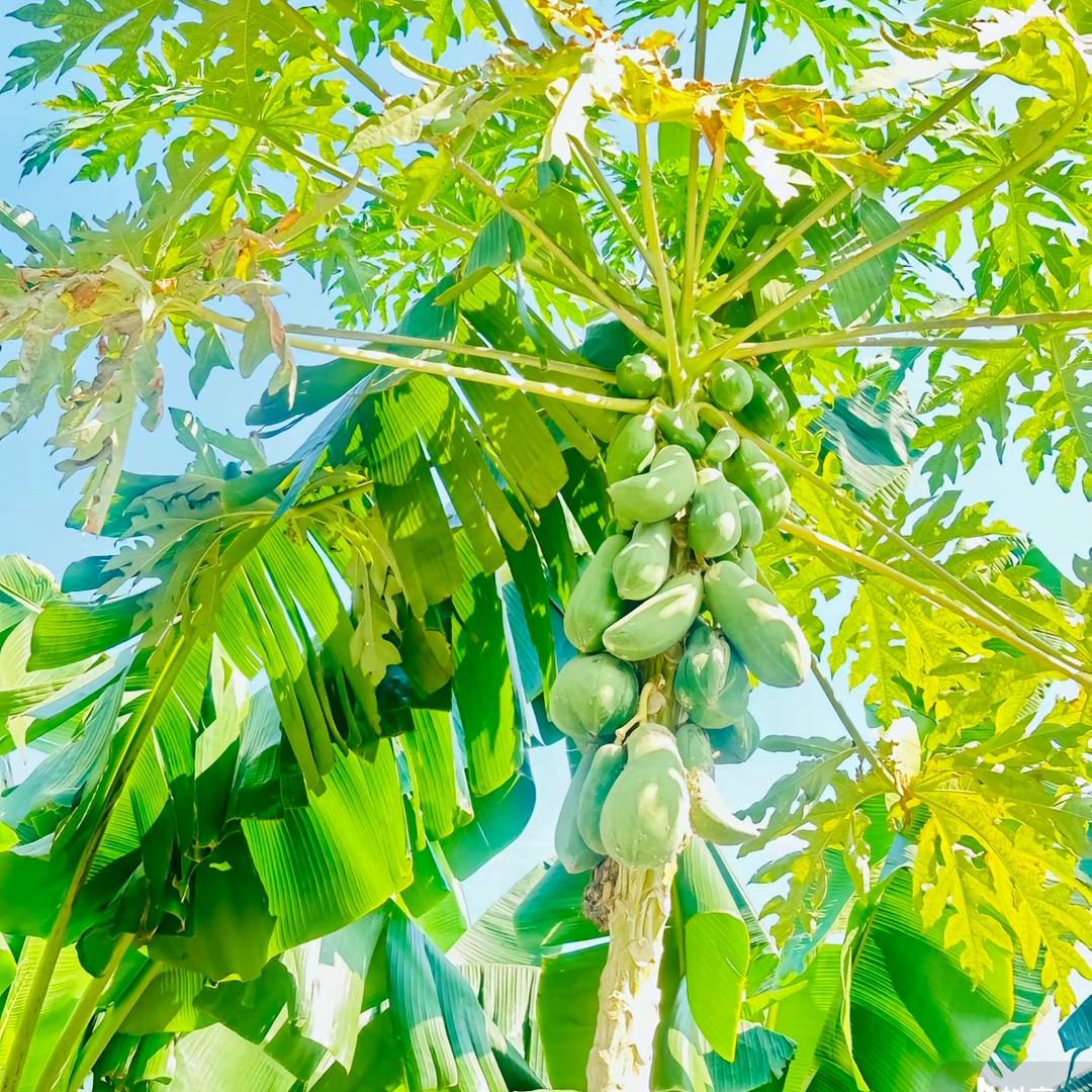 🌙揽月寄长风💨