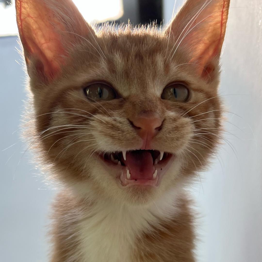 小猫包