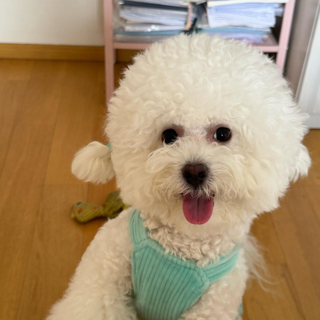 安安是个小比熊