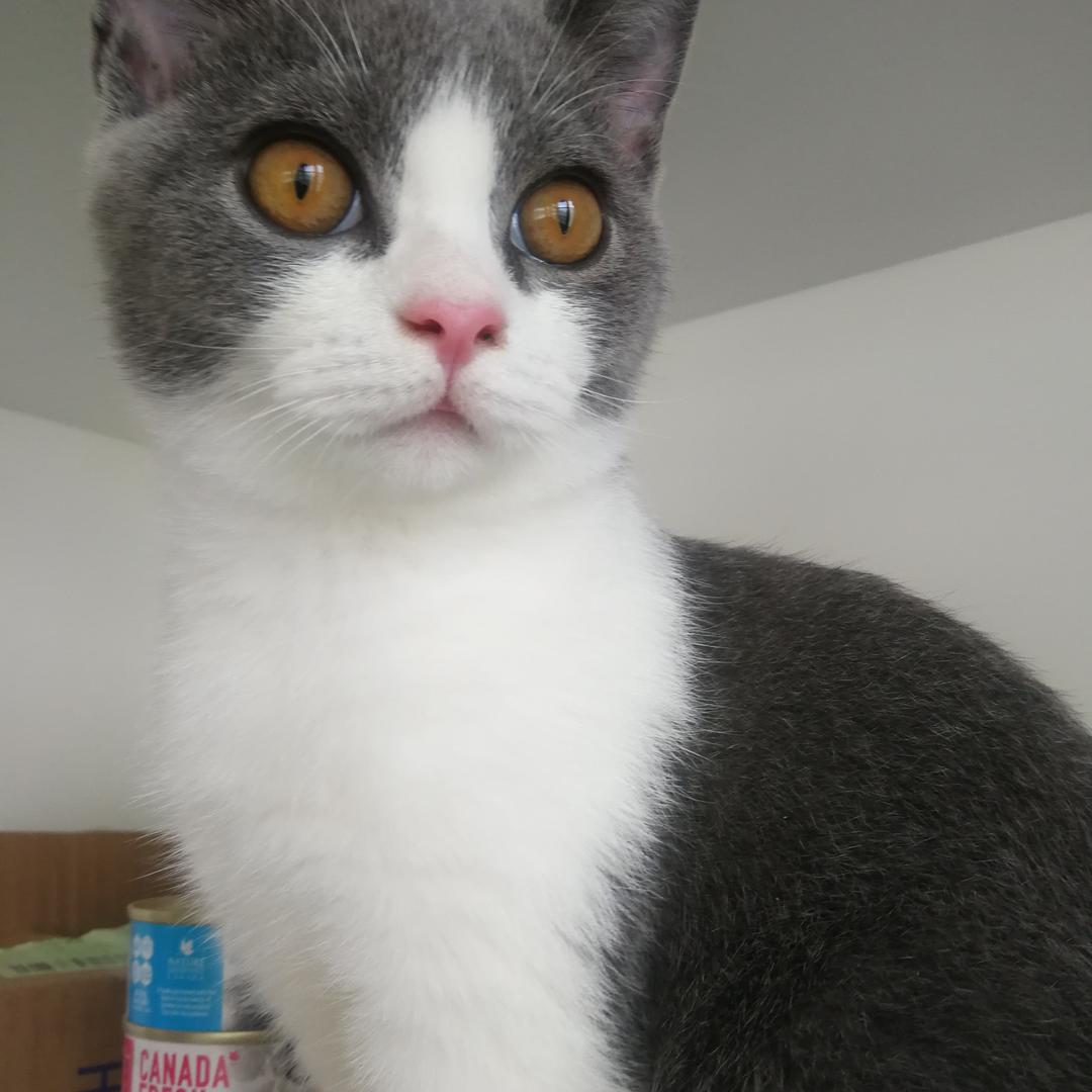 四月是只😺猫