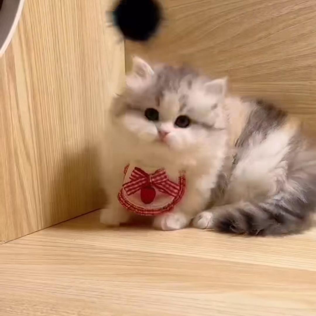 我和她的猫