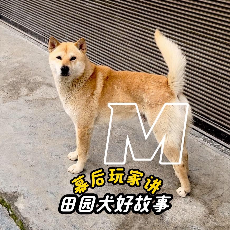 幕后玩家M