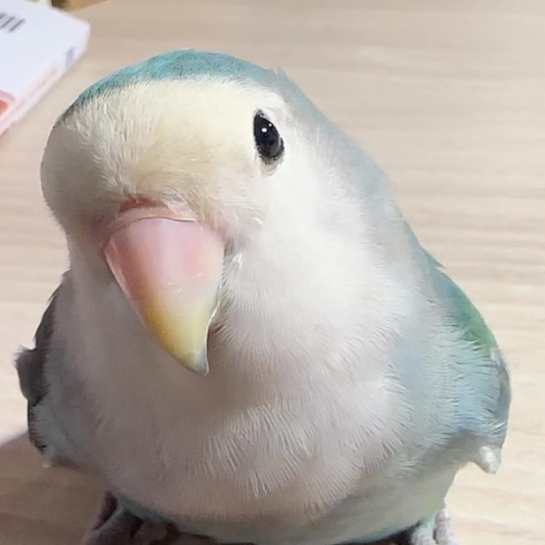 咕咕家族(电子小鸡)