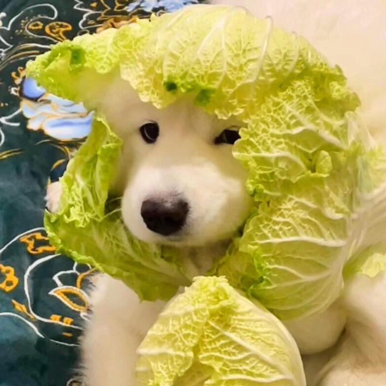 菜菜菜菜.