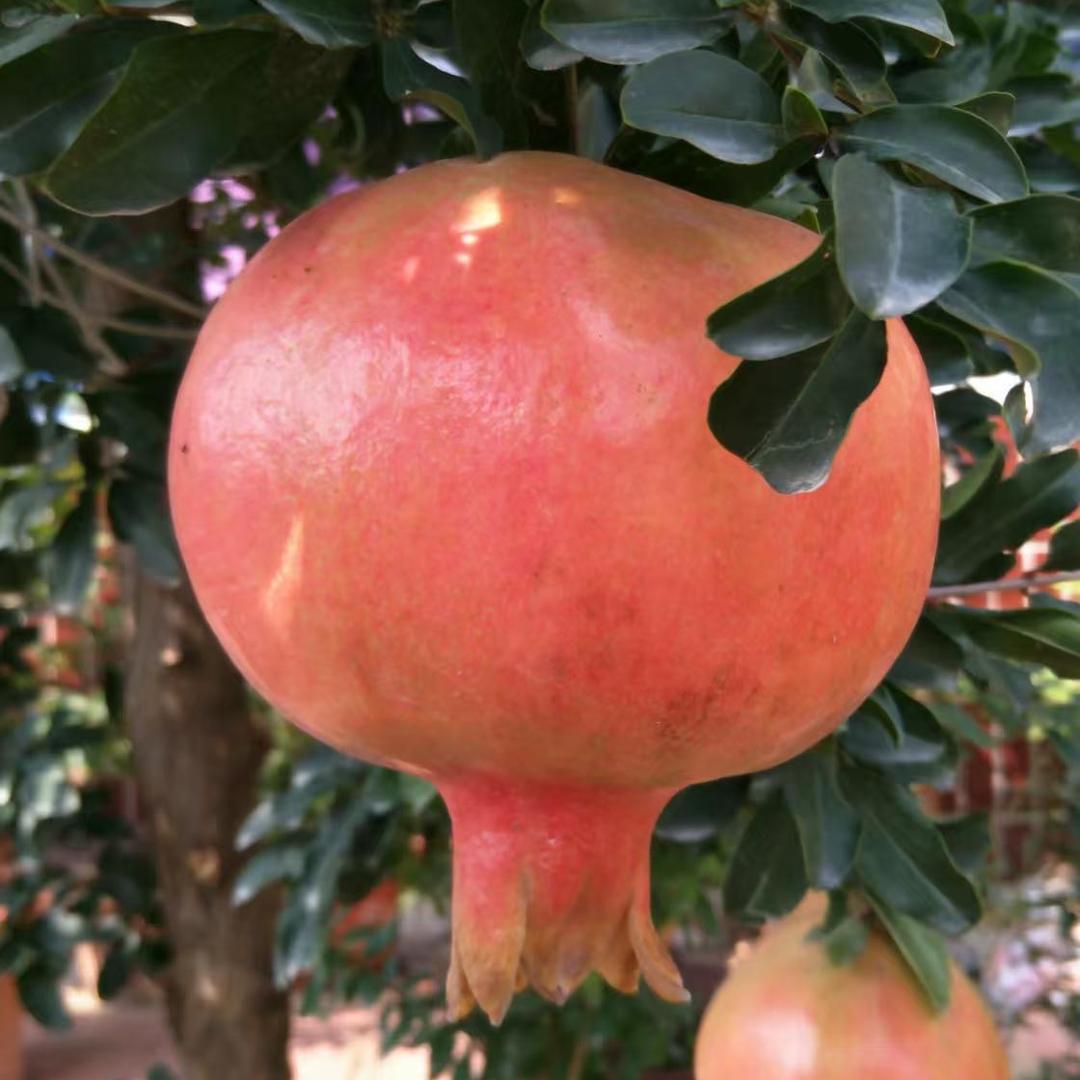 优品石榴盆景园