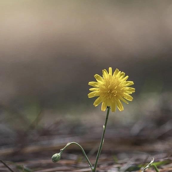 大鱼老师（有关必回）