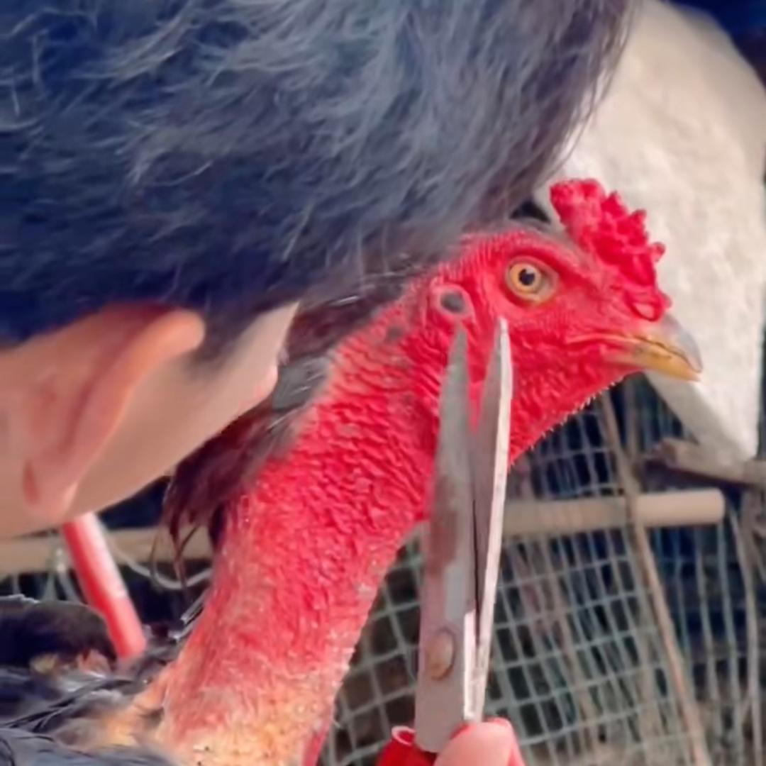 毕业回家养斗鸡-合浦小曾